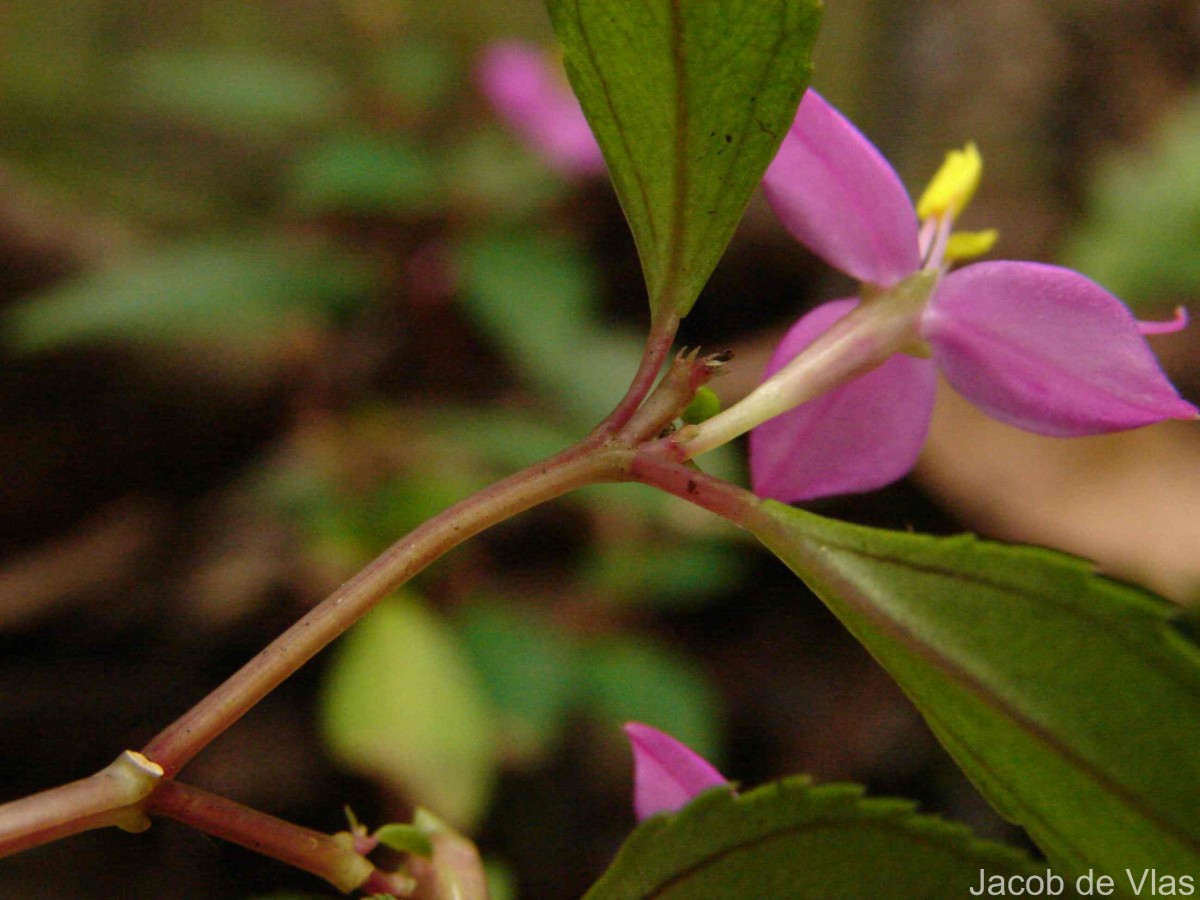 Sonerila rhombifolia Thwaites